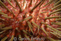 Sea urchin. Olympus c-7070 and YS-60 Stob by Carlos Ernesto 